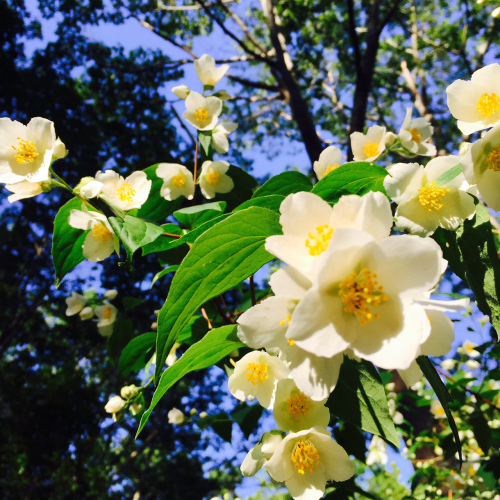 fortfosterflowersjune16