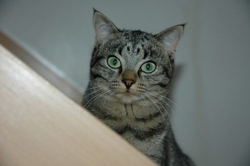 ADHD-cat