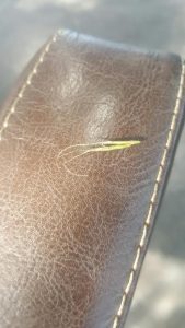 Grass