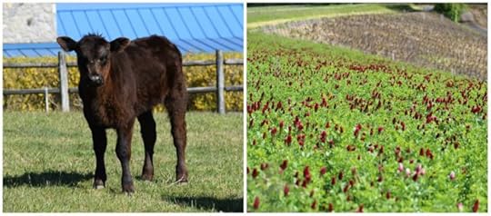 Even when a heifer is in clover, nothing follows from this fact for etymology.
