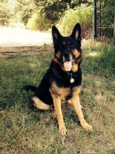 German shepherd sits on grass