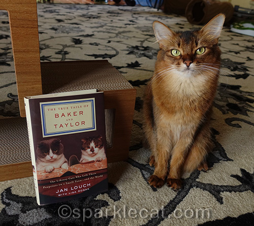 summer speaks out for Browser the Library Cat
