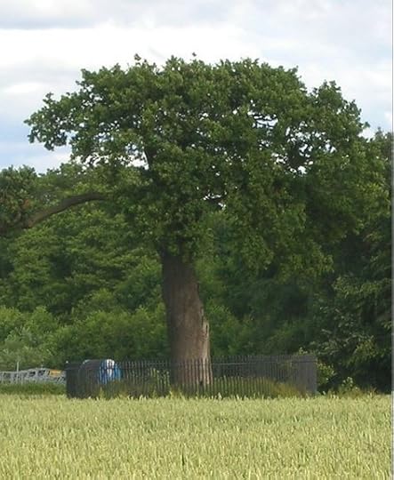 Boscobel Oak