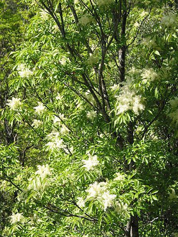 Ash tree