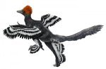 anchiornishuxley on wing