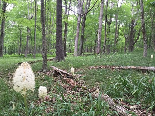 shenandoah.06.22.16