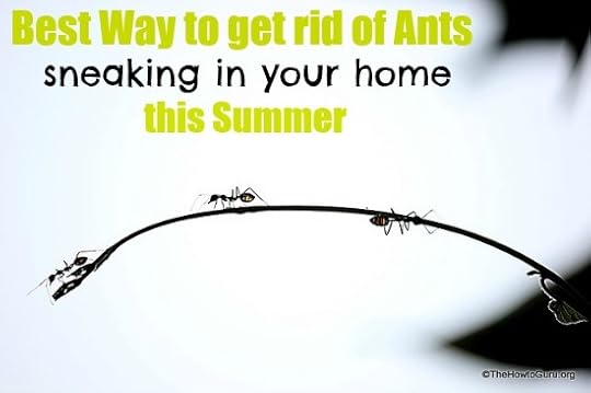 Best Way to Get Rid of Ants: Wife Edition by The How-To Guru