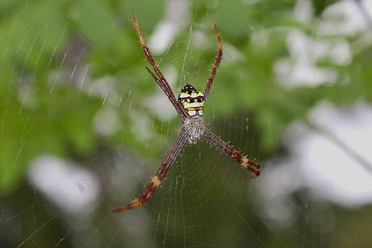 Spider Wrestling
