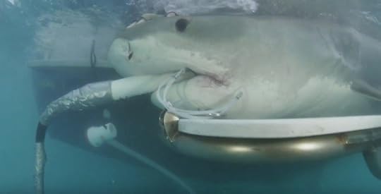 mama-shark-sonogram