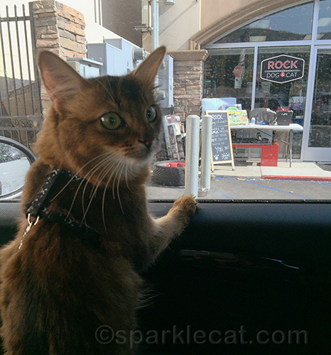somali cat in car in front of Rock Dog and Cat pet store