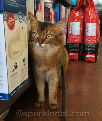 somali cat in pet store