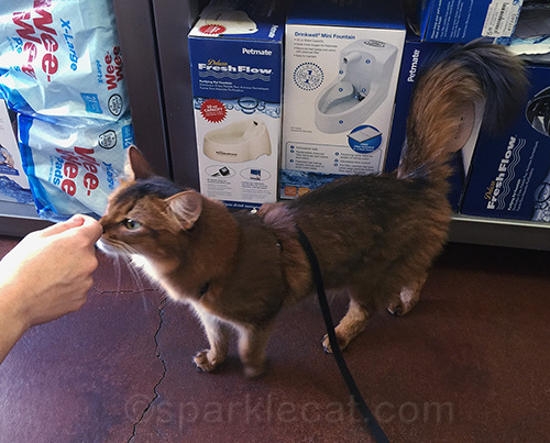 somali cat meets new friend at pet store