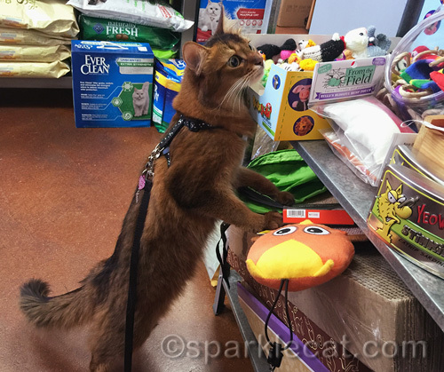 somali cat looks at cat toys at pet store