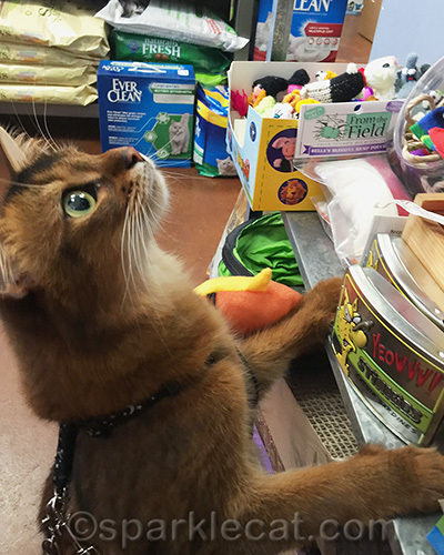 somali cat looking up at cat toys
