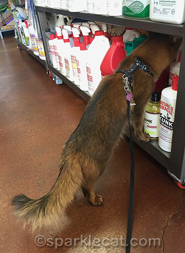 somali cat snooping around pet store