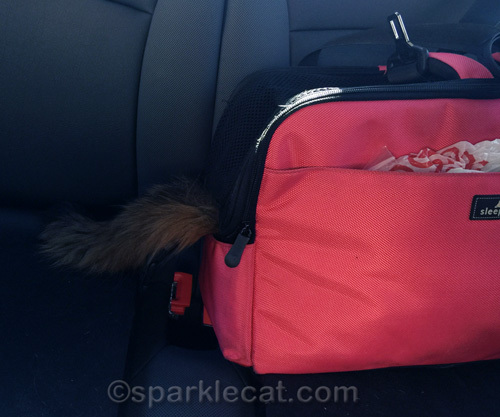 somali cat in carrier with tail sticking out
