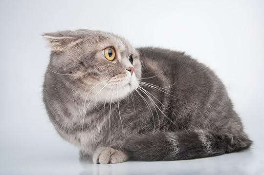 scared cat