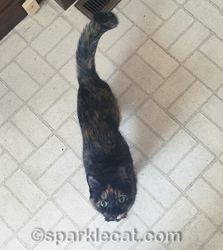 tortoiseshell cat begging for food