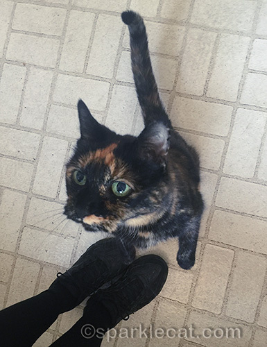 Binga begging for her meal