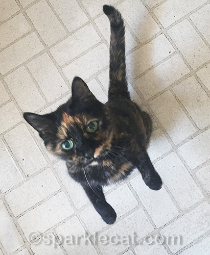 tortoiseshell cat sitting up and begging for food