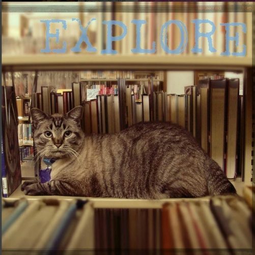 library-cat