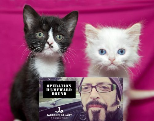 Jackson-Galaxy-homeward-bound