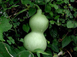 Courge_encore_verte