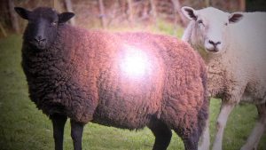 13537593_1011591208958118_385146283196651097_n