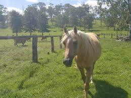 Image result for image of kenilworth queensland