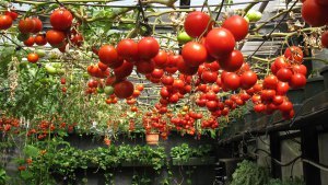 tomatoes-grown-hydroponically