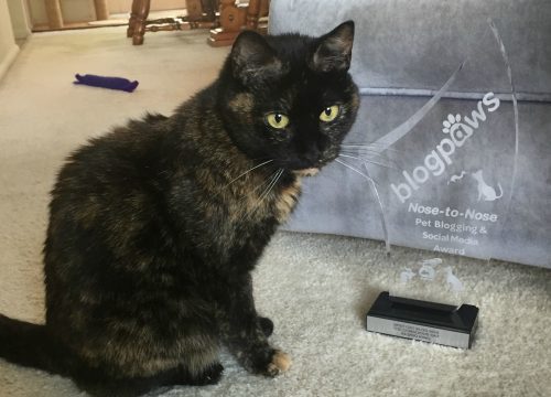best-cat-blog