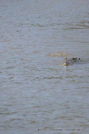 Jaws