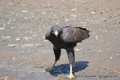 Falcon