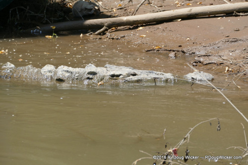 American Crocodile