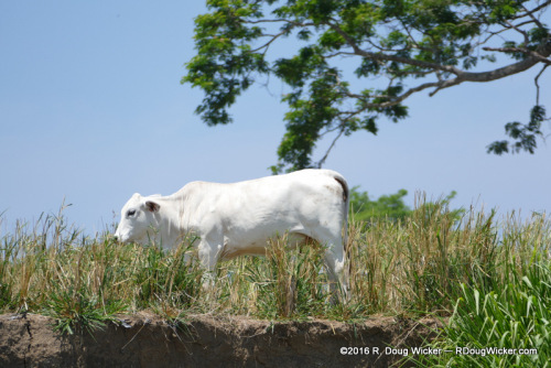Brahman