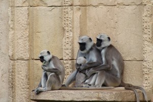 monkeys 2