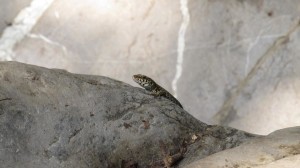 Lizard stone
