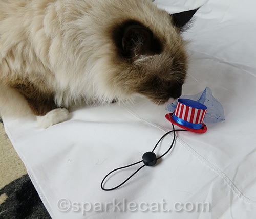 ragdoll cat checking out tiny Fourth of July hat