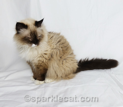 ragdoll cat being a stand-in
