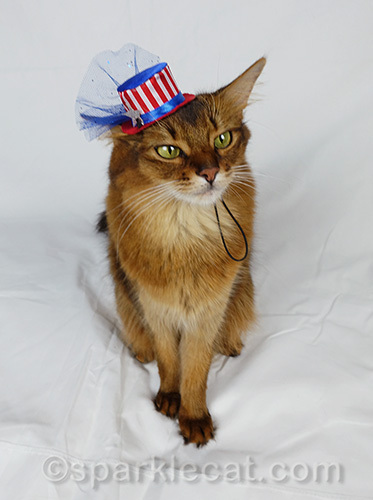 somali cat poses in tiny Fourth of July hat