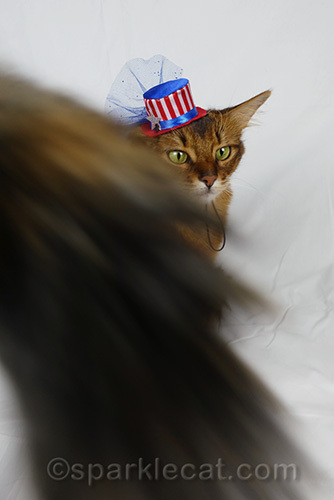 somali cat with tiny fourth of july hat is photobombed by tortoiseshell cat tail