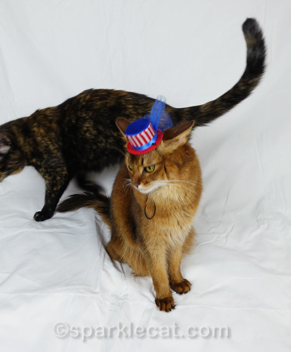 somali cat trying to pose for Fourth of July but is being disturbed by tortoiseshell cat
