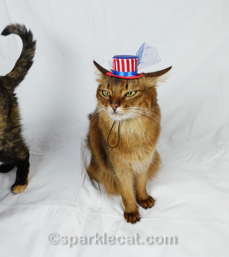 somali cat looking annoyed as tortoiseshell cat walks past