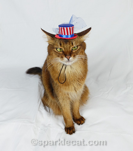 somali cat in tiny fourth of july hat looking cagey