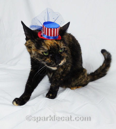 angry tortoiseshell cat wearing tiny fourth of july hat