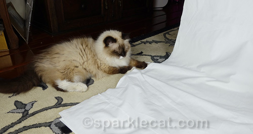 amused ragdoll cat sitting next to photo set
