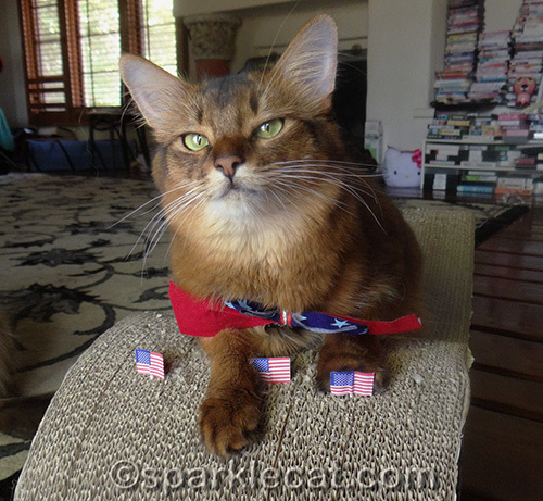 somali cat with tiny flags and patriotic ribbon