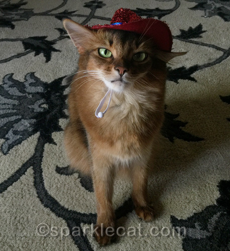annoyed somali cat in Independence Day hat