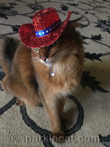 somali cat wearing independence day hat low over eyes