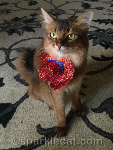 Somali cat wearing hat around her neck